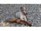 Rat Terrier Puppy for sale in Springfield, MO, USA