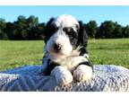 Aussiedoodle Puppy for sale in Joplin, MO, USA