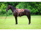 Flashy Fun and Well Broke Registered Black Morgan Gelding, Rides and Drives