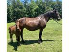 Friesian draft with filly