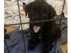 Labrador Retriever PUPPY FOR SALE ADN-792241 - Labrador Retriever READ