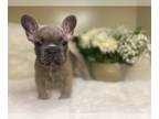 French Bulldog PUPPY FOR SALE ADN-792257 - Jelly the Frenchie