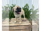 Pug-Puggle Mix PUPPY FOR SALE ADN-792258 - Pearl
