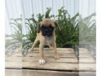 Pug-Puggle Mix PUPPY FOR SALE ADN-792262 - Poppy