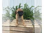 Pug-Puggle Mix PUPPY FOR SALE ADN-792263 - Ruby