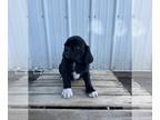 Pug-Puggle Mix PUPPY FOR SALE ADN-792264 - Frankie