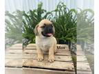 Puggle PUPPY FOR SALE ADN-792274 - Max