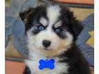 Pomsky PUPPY FOR SALE ADN-792295 - Mia And Tommy babies