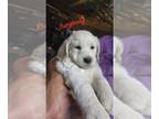 Golden Retriever PUPPY FOR SALE ADN-792314 - 12 Golden Retriever Pups looking