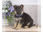 German Shepherd Dog PUPPY FOR SALE ADN-792331 - AKC German Shepherd