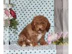 Poovanese PUPPY FOR SALE ADN-792346 - F1 Havapoo