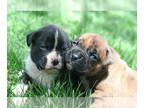 Boxer PUPPY FOR SALE ADN-792351 - Beautiful Brindle Boxers
