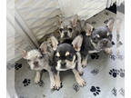 French Bulldog PUPPY FOR SALE ADN-792363 - Frenchie Puppies
