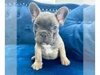 French Bulldog PUPPY FOR SALE ADN-792393 - BLUE FAWN CUTIE