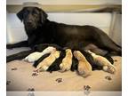 Labrador Retriever PUPPY FOR SALE ADN-792425 - AKC Labrador Retriever Puppies
