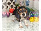 Beagle PUPPY FOR SALE ADN-792428 - Franny Tri Color Beagle Girl