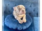 French Bulldog PUPPY FOR SALE ADN-792449 - Lilac Merle Fluffy Carrier