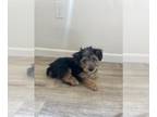 Yorkshire Terrier PUPPY FOR SALE ADN-792451 - Beautiful Yorkie