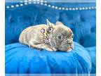 French Bulldog PUPPY FOR SALE ADN-792455 - BENTLEY THE BRINDLE