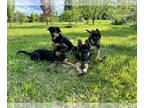 German Shepherd Dog PUPPY FOR SALE ADN-792461 - German Shepherd puppies