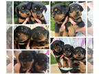 Rottweiler PUPPY FOR SALE ADN-792463 - AKC Registered Rottweiler Puppies