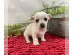 Chihuahua PUPPY FOR SALE ADN-792464 - Beautiful Tiny Chihuahua Puppies