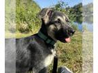 German Shepherd Dog PUPPY FOR SALE ADN-792467 - Silver and Black German Shepherd
