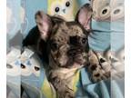 French Bulldog PUPPY FOR SALE ADN-792470 - Elle Mae puppies