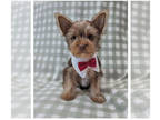 Yorkshire Terrier PUPPY FOR SALE ADN-792471 - AKC Chocolate Yorkie Male Puppy