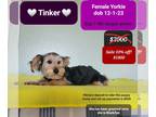 Yorkshire Terrier PUPPY FOR SALE ADN-792488 - Sweet Female Yorkie