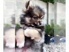 Pomeranian PUPPY FOR SALE ADN-792496 - Pomeranian puppy re home