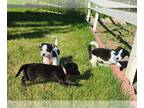 Jack Russell Terrier-Mutt Mix PUPPY FOR SALE ADN-792547 - Three Siblings