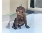 Labrador Retriever PUPPY FOR SALE ADN-792601 - AKC Chocolate Labrador puppies