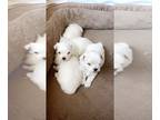 Maltese PUPPY FOR SALE ADN-792607 - Purebred Maltese puppies