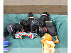 Presa Canario PUPPY FOR SALE ADN-792622 - Beautiful Presa Canario puppies
