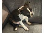 Boston Terrier PUPPY FOR SALE ADN-792625 - Boston Terrier puppy