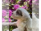 Maltipoo DOG FOR ADOPTION ADN-792613 - Sweet babies