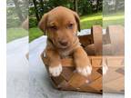 Border-Aussie DOG FOR ADOPTION ADN-792566 - Litter of 4 puppies