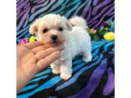 Maltipoo Puppy for sale in High Springs, FL, USA