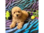 Poodle (Toy) Puppy for sale in High Springs, FL, USA