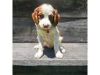 Brittany Puppy for sale in Blairsville, GA, USA