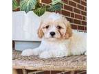 Cavachon Puppy for sale in Ephrata, PA, USA