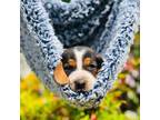 Basset Hound Puppy for sale in Murphy, NC, USA