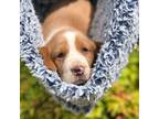 Basset Hound Puppy for sale in Murphy, NC, USA