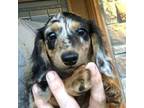 Dachshund Puppy for sale in Parsons, KS, USA
