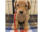 Goldendoodle Puppy for sale in Millville, NJ, USA