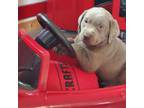 Labrador Retriever Puppy for sale in Bellevue, MI, USA