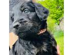 Golden Mountain Dog Puppy for sale in Orleans, MI, USA