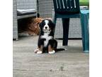 Bernese Mountain Dog Puppy for sale in Pontiac, IL, USA