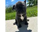French Bulldog Puppy for sale in Eden, NY, USA